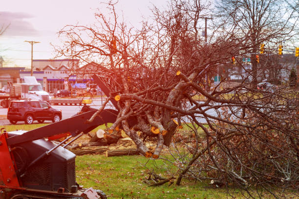 How Our Tree Care Process Works  in  Kenly, NC